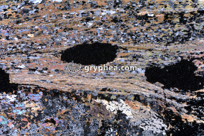 Micaschiste à sillimanite LPA x3,5 - gryphea.com